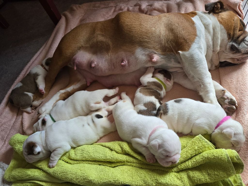 chiot Bulldog Anglais Lu'bi'tem Dall'alto