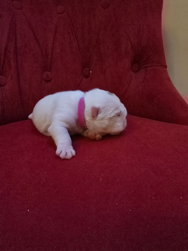 Lu'bi'tem Dall'alto - Chiot disponible  - Bulldog Anglais