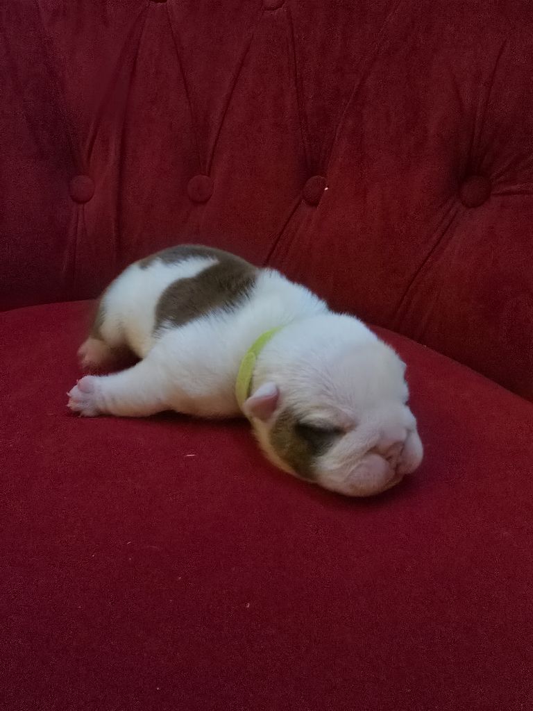 Lu'bi'tem Dall'alto - Chiot disponible  - Bulldog Anglais