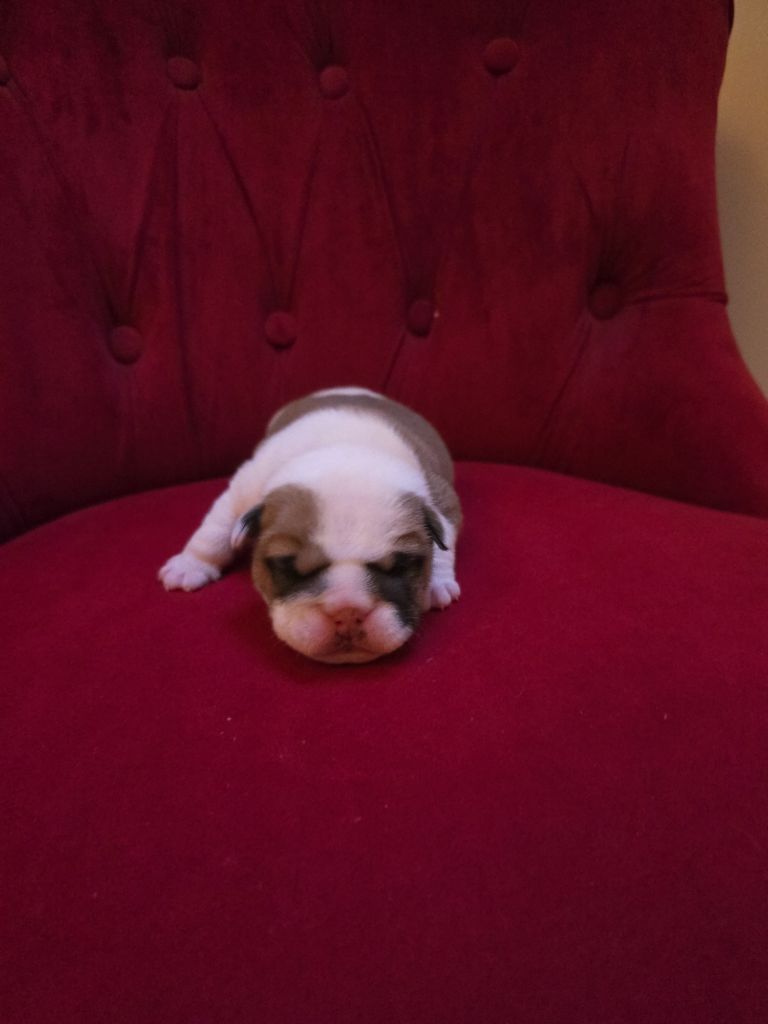 Lu'bi'tem Dall'alto - Chiot disponible  - Bulldog Anglais