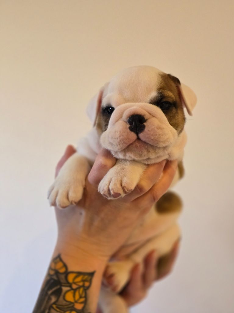 Lu'bi'tem Dall'alto - Chiots disponibles - Bulldog Anglais