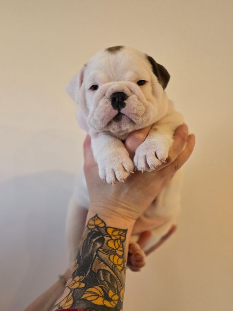 Lu'bi'tem Dall'alto - Chiots disponibles - Bulldog Anglais