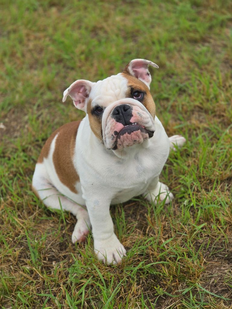 Lu'bi'tem Dall'alto - Chiots disponibles - Bulldog Anglais