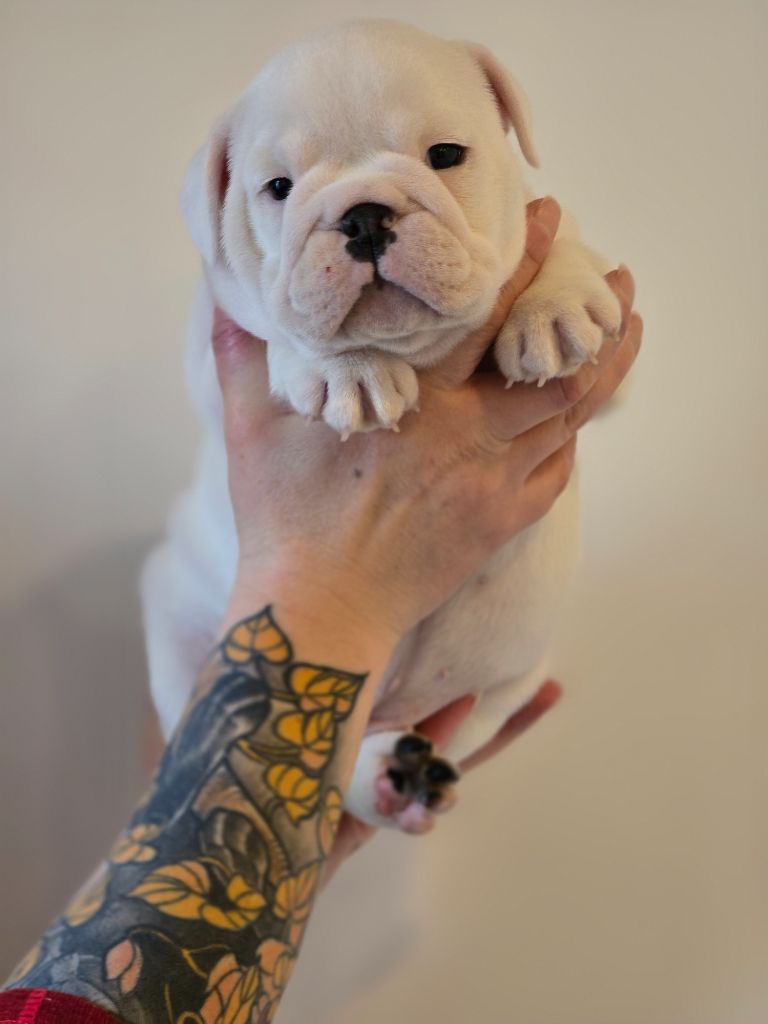 Lu'bi'tem Dall'alto - Chiots disponibles - Bulldog Anglais