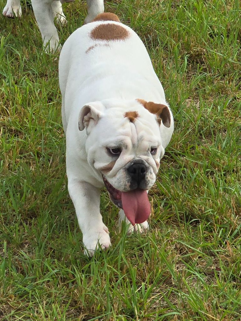 Lu'bi'tem Dall'alto - Chiots disponibles - Bulldog Anglais